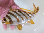 タカノハダイ若魚【青海島ハンドコート】※15～18センチ程度　※9/6採取