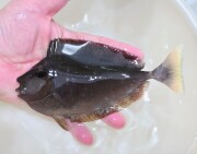 SOLDOUT　ツマリテングハギ 若魚　【海外仕入れ個体】※18センチ程度　11/16入荷
