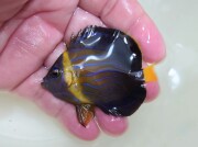 SOLDOUT ベトナムキンチャクダイ幼魚【ベトナム産】　5センチ程度　9/12入荷