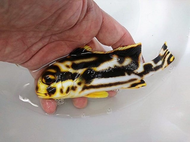 ムスジコショウダイ中成魚　【当店国内ハンドコート】　※18センチ程度　※8/23入荷　※粒餌など人工飼料OK