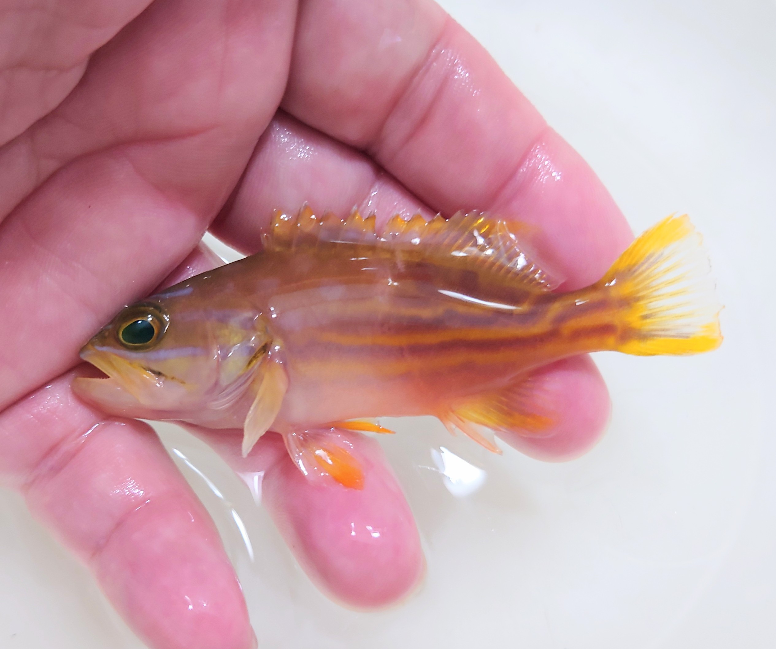 ミナミハタ幼魚　【仕入れ個体】　※8.5センチ程度　※2/1入荷　※各種人工飼料OK