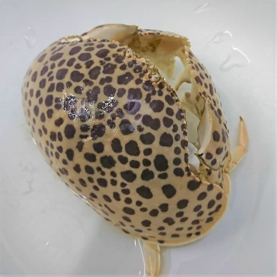 SOLDOUT　極美マルソデカラッパ　大　【鹿児島漁網個体】　※ソフトボール大程度　※魚肉、アサリ、むきエビ、底に沈む餌なら何でも食べます