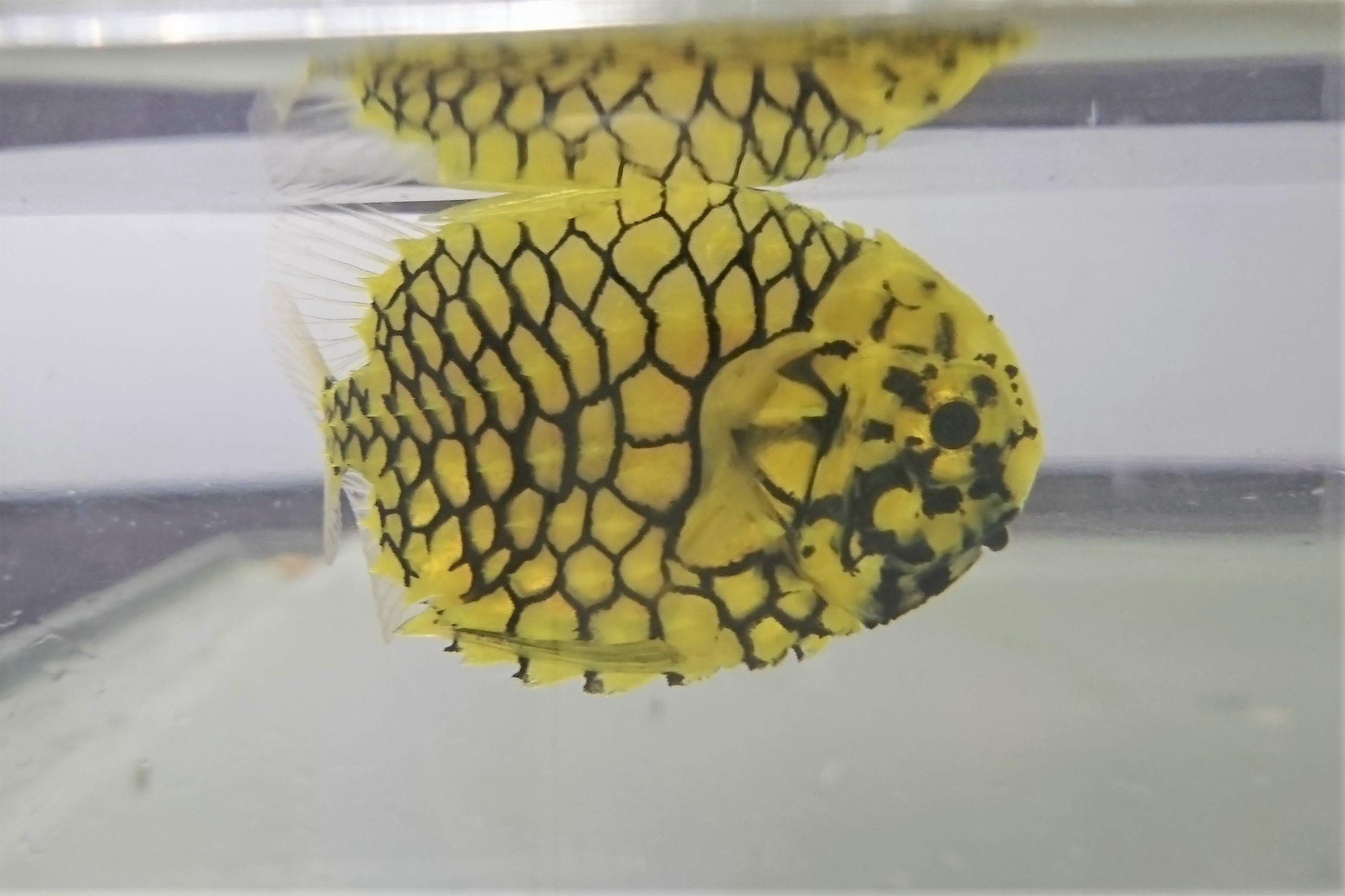 マツカサウオ幼魚【近海ハンドコート】　※7センチ程度　※8/10入荷