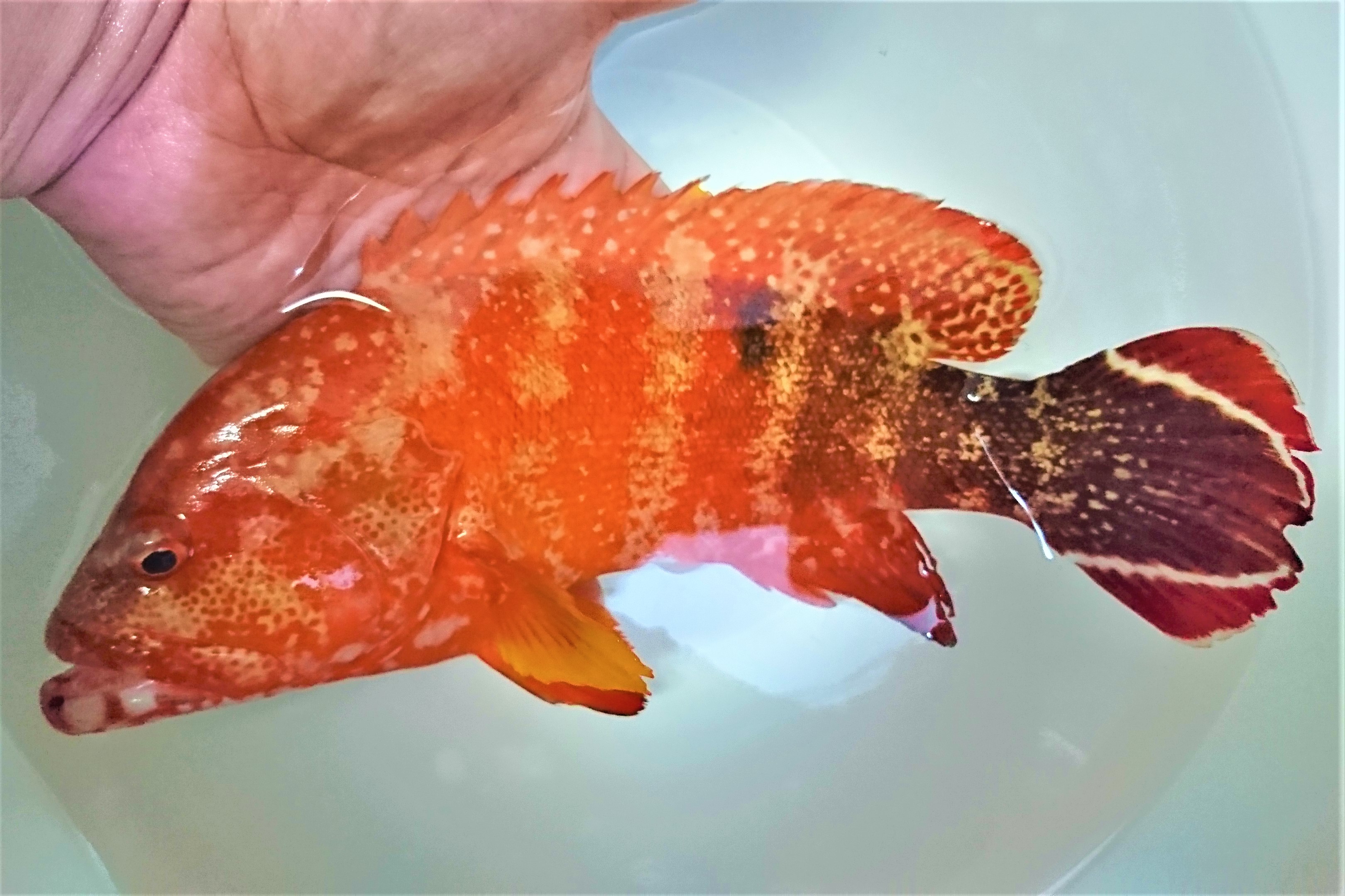 入荷予定 近海産ニジハタ中成魚 【鹿児島漁獲個体】 ※20センチ程度 ※2