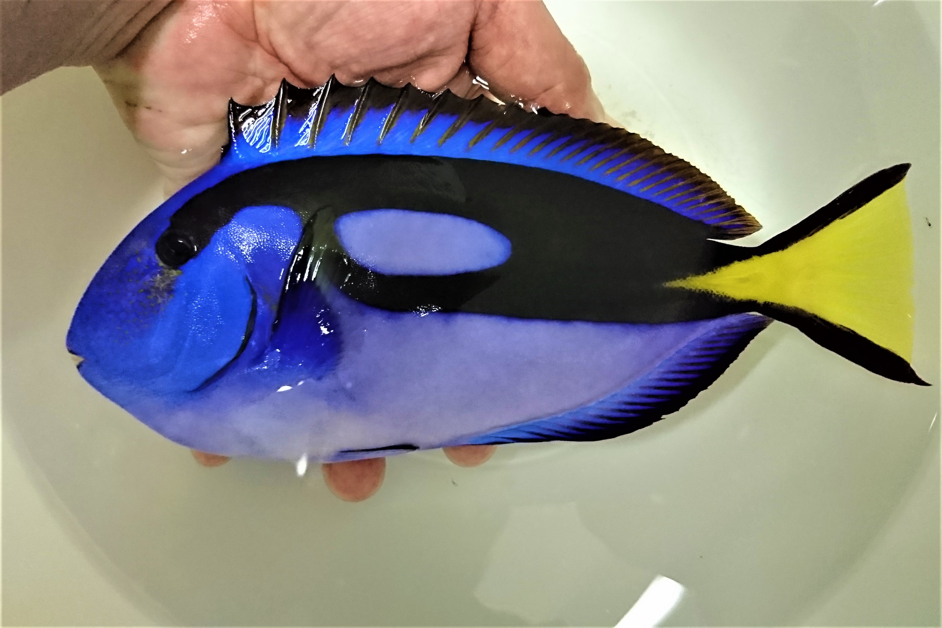 ナンヨウハギ特大 沖縄産仕入れ個体 21センチ程度 5 29入荷 売約済 ナンヨウハギ特大 沖縄産仕入れ個体 21センチ程度 5 29入荷 売約済