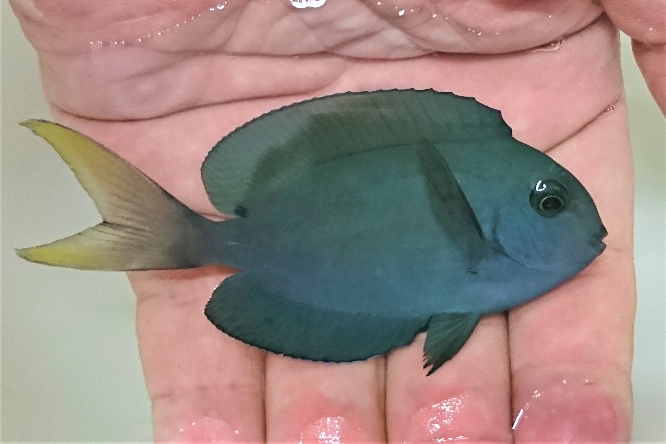 SOLDOUT　オハグロハギ幼魚　【バリ産仕入れ個体】※10～15センチ程度　2021年11/2入荷　※画像より二回り大きく育っています