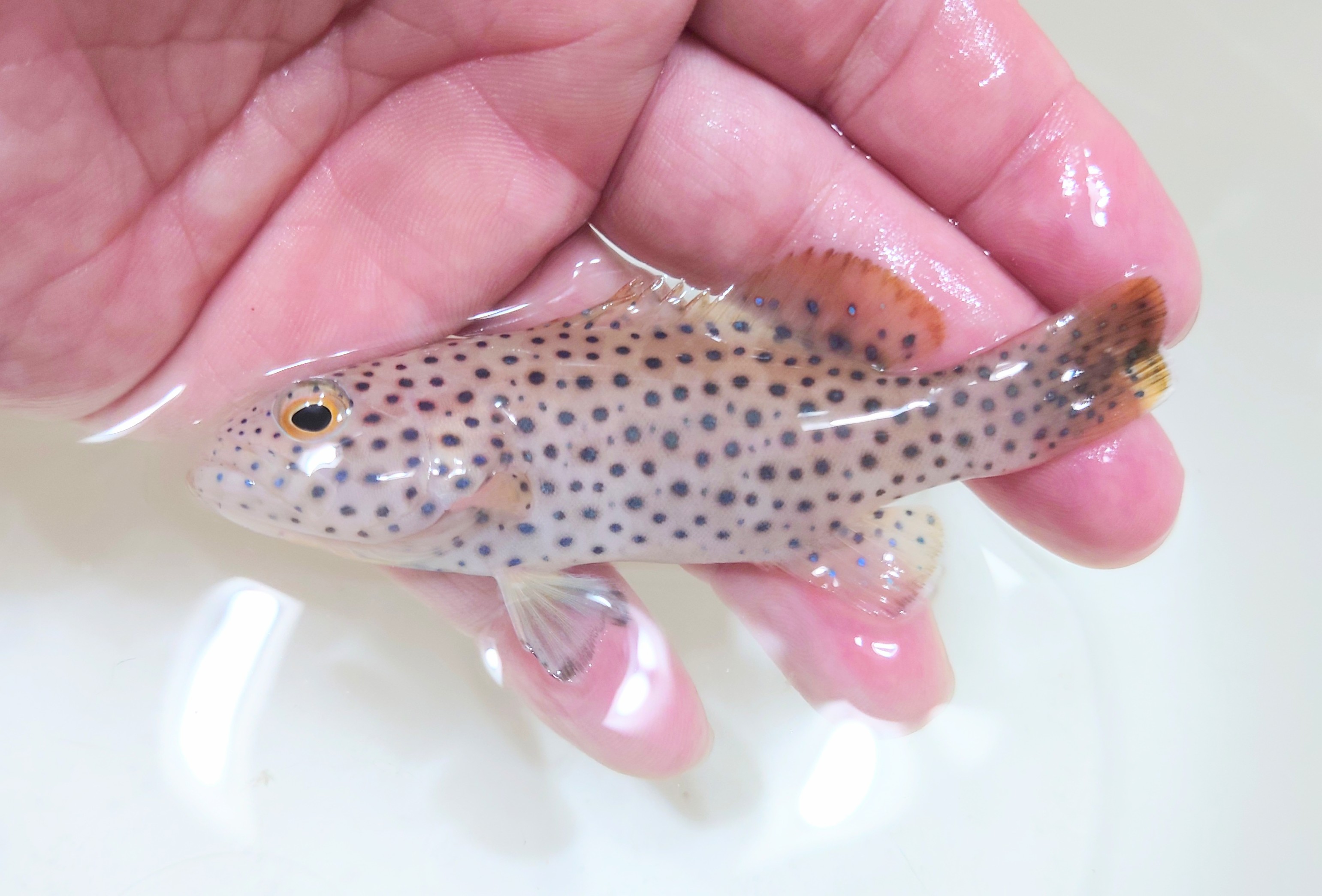 SOLDOUT※レア　オオアオノメアラ幼魚　【仕入れ個体】　※9センチ程度　※3/8入荷　