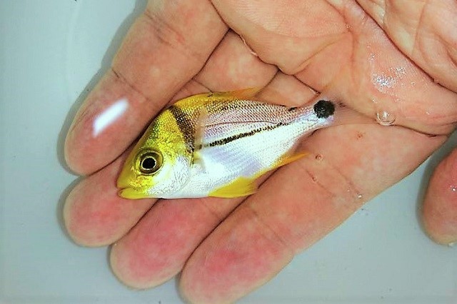 SOLDOUT　アトランティックポークフイッシュ幼魚　【カリブ海産】※5センチ程度　2/24入荷　粒餌OK