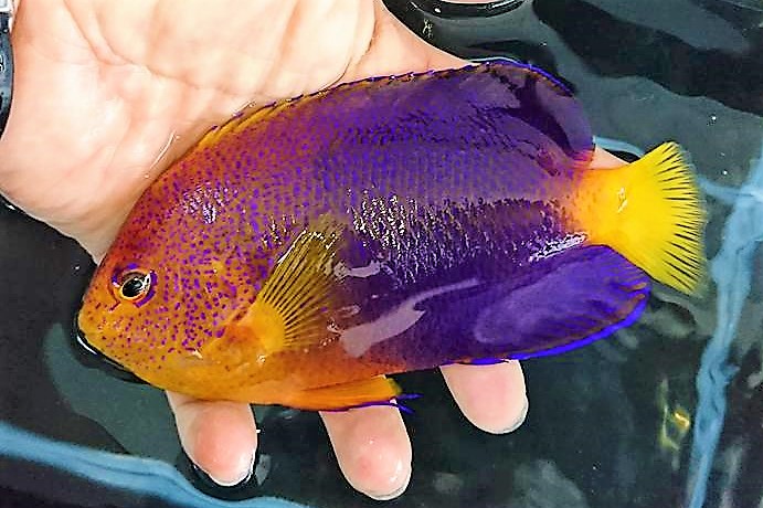 レンテンヤッコ【近海ハンドコート】※13センチ　※6/23入荷