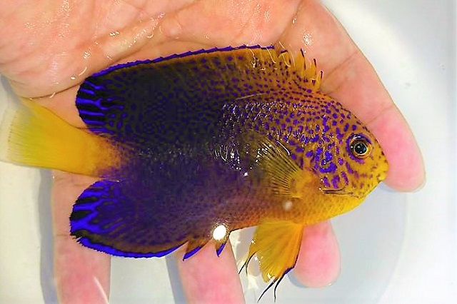 レンテンヤッコ　オス　【近海ハンドコート】※10センチ程度　