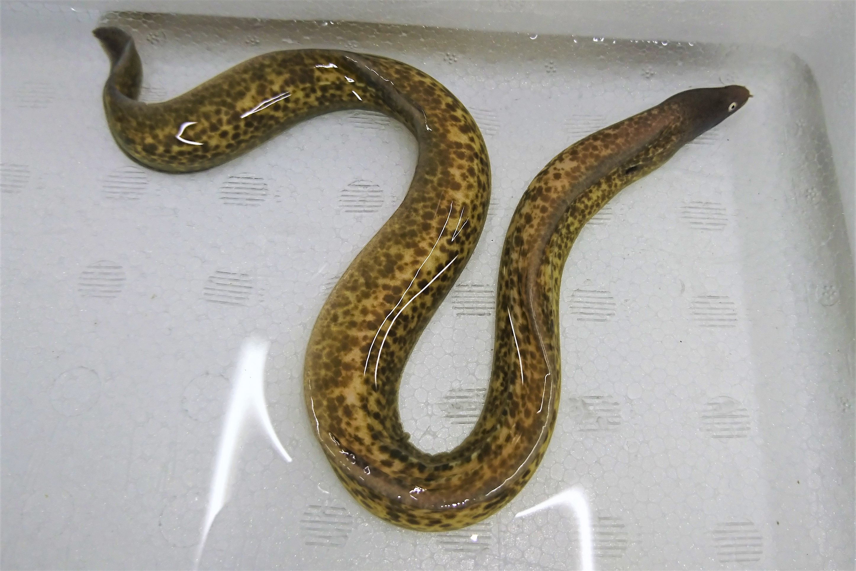 SOLDOUT　サビウツボSP幼魚【薩南諸島ハンドコート】※25～35センチ程度　※昨年12月～本年11/8採取