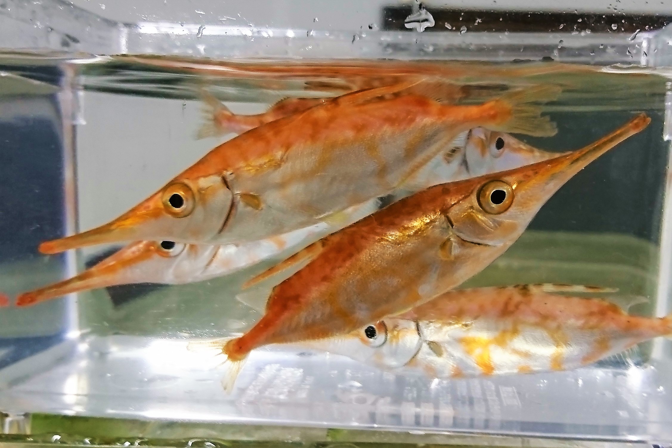 サギフエ　Mサイズ　【近海仕入れ個体】　※10ンチ程度　※12/27入荷