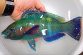 ※SALE　オビブダイ　オス若魚　【沖縄産ハンドコート】　※25センチ程度　　※12/16入荷　※粒餌等何でも食べています