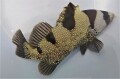 SOLDOUT　アゴハタ中成魚　【仕入れ個体】　※16センチ程度　※6/6入荷　売約済