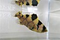 SOLDOUT　アゴハタ幼魚　【仕入れ個体】　※8センチ程度　※6/12入荷