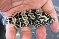 ※珍　マダラハタ？アカマダラハタ？幼魚【台湾便】　※10センチ程度　※クリルなど全般OK　※8/12再入荷予定