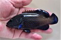 SOLDOUT極美　アオノメハタ　幼魚　【スリランカ産】　※15センチ程度　※2/21入荷