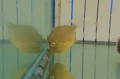 アオサハギ　幼魚　【近海産仕入れ個体】　※5センチ程度　※6/27入荷　S梱包