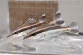 SOLDOUT　アラ幼魚　【駿河湾産仕入れ個体】18～22℃　※12～16センチ程度　※3/19入荷