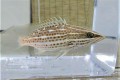 SOLD OUT　※激レア　アズキハタ幼魚　【仕入れ個体】　※12センチ程度　※10/16入荷