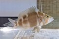 SOLDOUTバードハムレット　【カリブ海産】　※8センチ程度　※7/18入荷