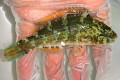 ヒブダイ幼魚　【仕入れ個体】　※10センチ程度　　※2/2入荷　※各種人工飼料OK