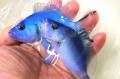 SOLDOUT※極美　ブルーハムレット大き目　【カリブ海産】　※15センチ程度　※2/24入荷