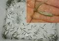 ※シーズン到来！活餌（春はボラの稚魚）3～4センチ　30匹+数匹（１パック）※受注採取