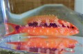 SOLDOUT　バラハタ幼魚【仕入れ個体】　※15センチ程度　※2/19入荷