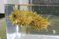 ※レアサイズ　ブライドルドバールフイッシュ　幼魚　【カリブ海産】※7センチ程度　※12/23入荷　