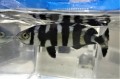 ※珍　ブリモドキ幼魚　【近海仕入れ個体】　※12センチ程度　4/12入荷