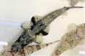 SOLDOUT　※レア　エンマゴチ若魚　20センチ程度　【海外仕入れ個体】　※4/7入荷　