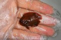 ゴールデンエンゼル幼魚　【バリ産】　※4センチ程度　※4/20入荷