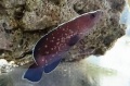 ※SALE　※国内初入荷？　グレーターソープフィッシュ幼魚　【カリブ便】　※15センチ程度　※5/24入荷　※粒餌OK
