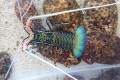 1000円off　ゴシキエビ　大　【薩南諸島】　※胴長20センチ程度