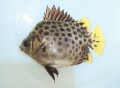 グリーンスキャット【東南アジア産】　※10センチ程度　海水飼育