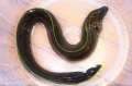 ゴマウツボ中成魚【屋久島産ハンドコート】※40～50センチ程度※6/7入荷　※売約済