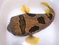 ヒトヅラハリセンボン特大【沖縄産ハンドコート】35センチ程度　※予約個体です