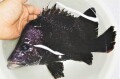 SOLDOUT　※特価　ヒゲダイ若魚　【響灘産仕入れ個体】※30センチ程度　※11/29入荷 ヒレ傷み有り