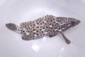 SOLDOUT●SALE※レア　ホシヒレグロハタ特大【仕入れ個体】　※22～25センチ程度　※2/16入荷　