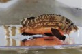 SOLDOUT　※レア　ヒメオコゼ幼魚【仕入れ個体】　※10センチ程度　※2/19入荷　