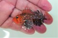 SOLDOUT　ヒメサンゴカサゴSP濃オレンジ【海外仕入れ個体】　※6センチ程度　※6/11入荷