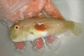 ※レア　ヒノマルテンス）【仕入れ個体】　※20センチ程度　※4/20入荷　※クリル、活き餌（子ボラなど）OK　売約済