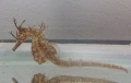 ハナタツ　【近海産】メス　８センチ程度　※レアです　5/15入荷