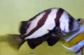 ヒゲソリダイ中成魚　【瀬戸内海産】　12～15センチ程度　※人工飼料OK　