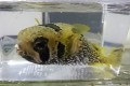 SOLDOUT　ヒトヅラハリセンボン幼魚　【薩南諸島ハンドコート】　18センチ程度　※8/26採取