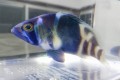 インディゴハムレット　【カリブ便】　※7センチ程度　※2/21入荷　画像は自然光のもの