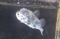 SOLDOUT※レア　イシガキフグ幼魚B　やや大きめ【国内ブリード個体】　※12～15センチ程度　