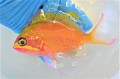 SOLDOUT　激レア　イッテンサクラダイ　【水深150Ｍ 近海仕入れ個体】　飼育水温18℃　※17センチ程度  2021年7月入荷　※慣れて何でも良く食べています