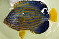 HOLD　※完璧個体　キンチャクダイ成魚E【天草産ハンドコート】　20センチ程度　※10/22採取　※粒餌、フレークOK　※商談中
